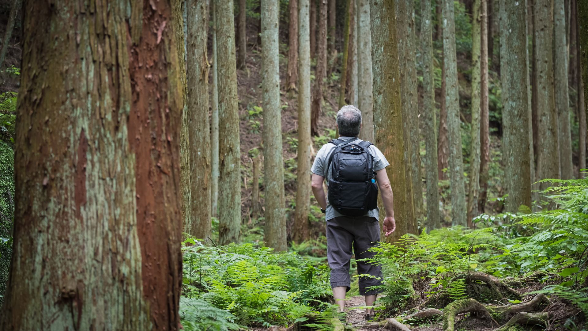 Desentrañando los Beneficios de los Baños de Bosque