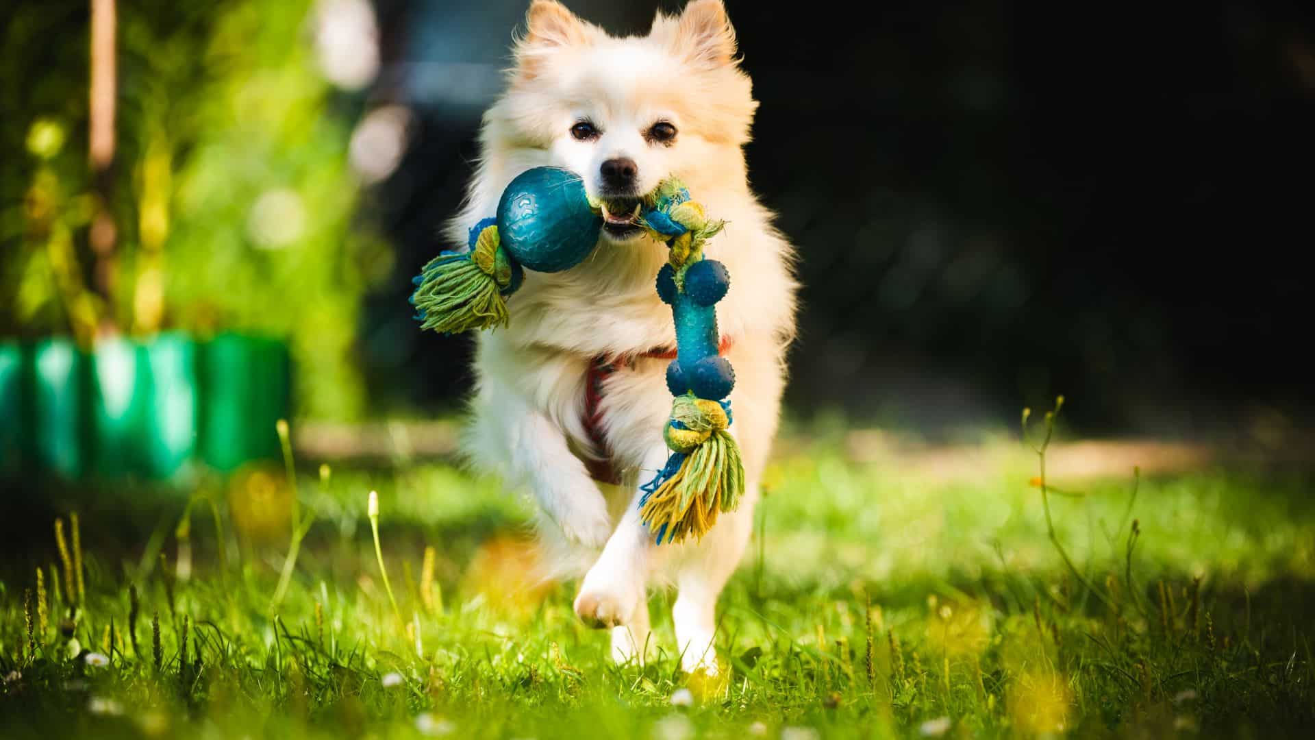 Consejos para la crianza natural de mascotas