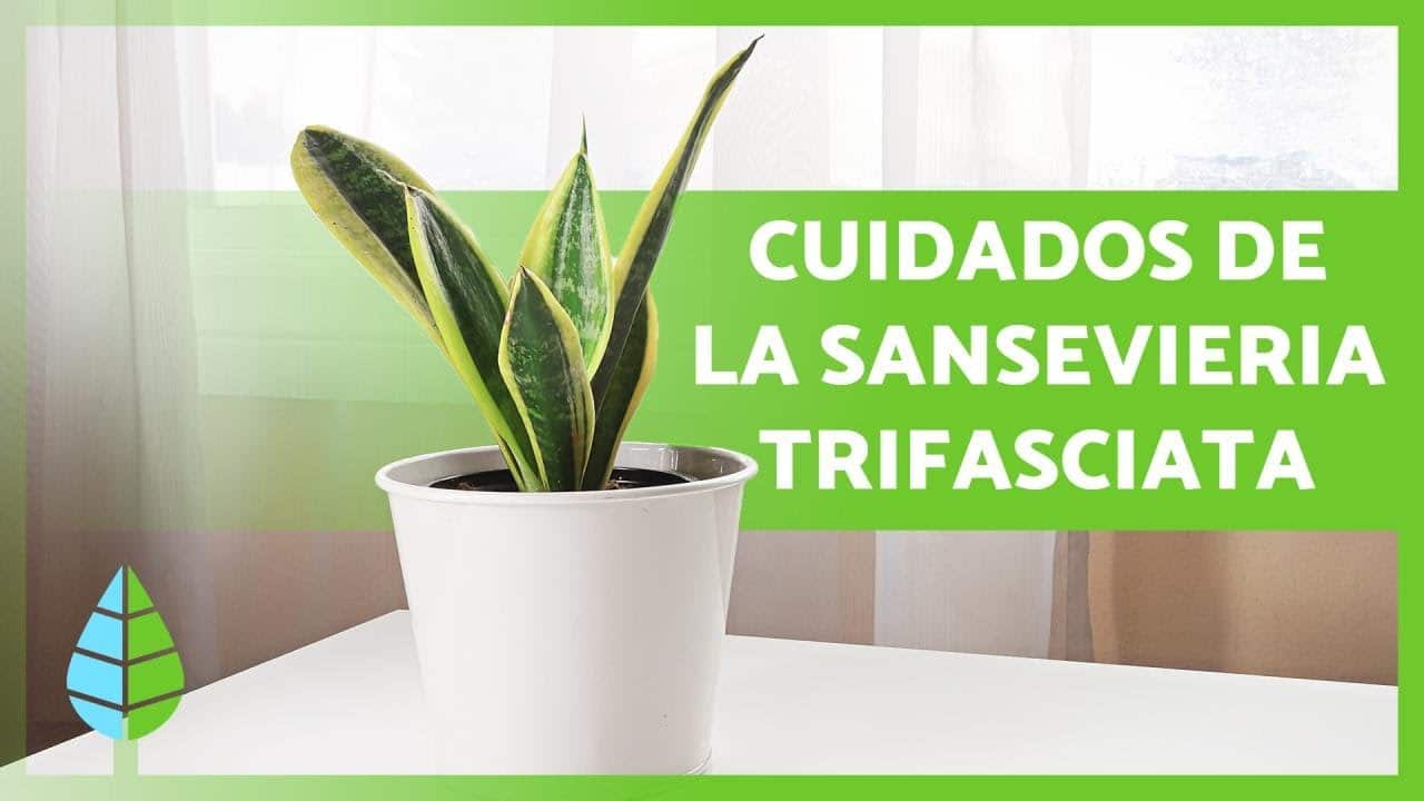 Dieffenbachia: Guía Completa de Cuidados para una Planta Tropical Espectacular en tu Hogar